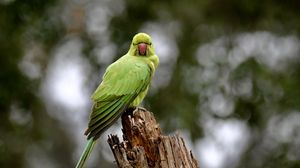 Preview wallpaper rose-ringed parakeet, parrot, bird, log