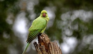 Preview wallpaper rose-ringed parakeet, parrot, bird, log