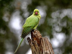 Preview wallpaper rose-ringed parakeet, parrot, bird, log