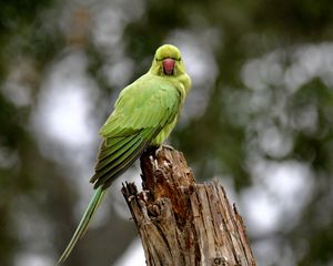 Preview wallpaper rose-ringed parakeet, parrot, bird, log