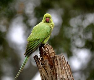 Preview wallpaper rose-ringed parakeet, parrot, bird, log