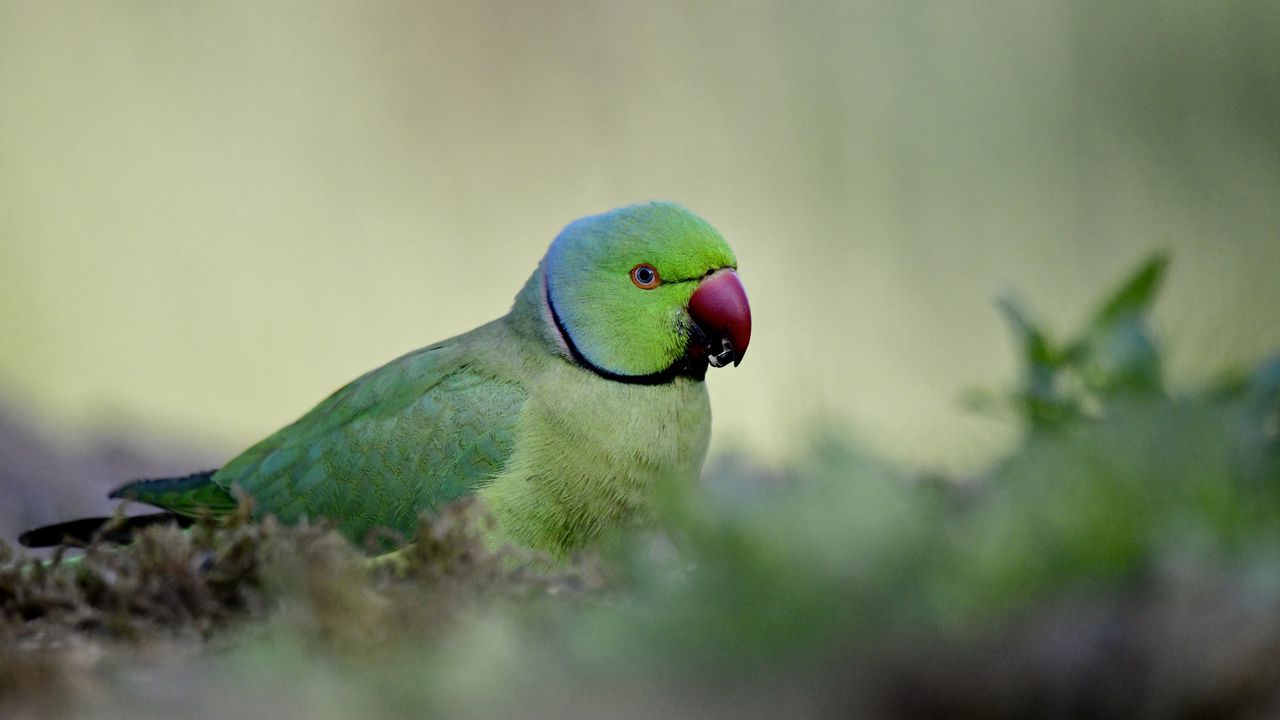 Wallpaper rose-ringed parakeet, parrot, bird, green, blur