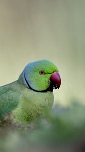 Preview wallpaper rose-ringed parakeet, parrot, bird, green, blur