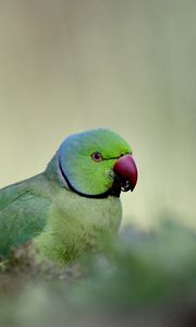 Preview wallpaper rose-ringed parakeet, parrot, bird, green, blur