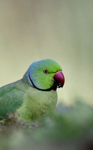 Preview wallpaper rose-ringed parakeet, parrot, bird, green, blur