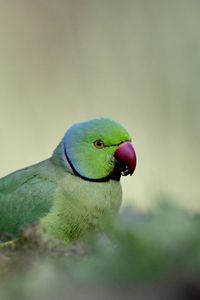 Preview wallpaper rose-ringed parakeet, parrot, bird, green, blur