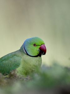 Preview wallpaper rose-ringed parakeet, parrot, bird, green, blur