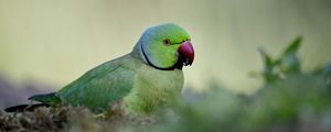 Preview wallpaper rose-ringed parakeet, parrot, bird, green, blur