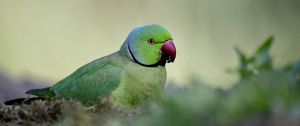 Preview wallpaper rose-ringed parakeet, parrot, bird, green, blur