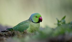 Preview wallpaper rose-ringed parakeet, parrot, bird, green, blur