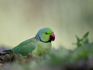 Preview wallpaper rose-ringed parakeet, parrot, bird, green, blur