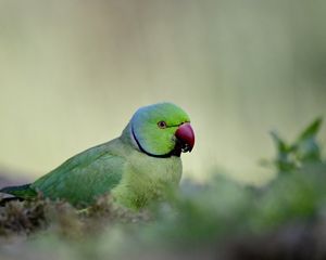 Preview wallpaper rose-ringed parakeet, parrot, bird, green, blur