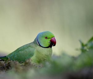 Preview wallpaper rose-ringed parakeet, parrot, bird, green, blur