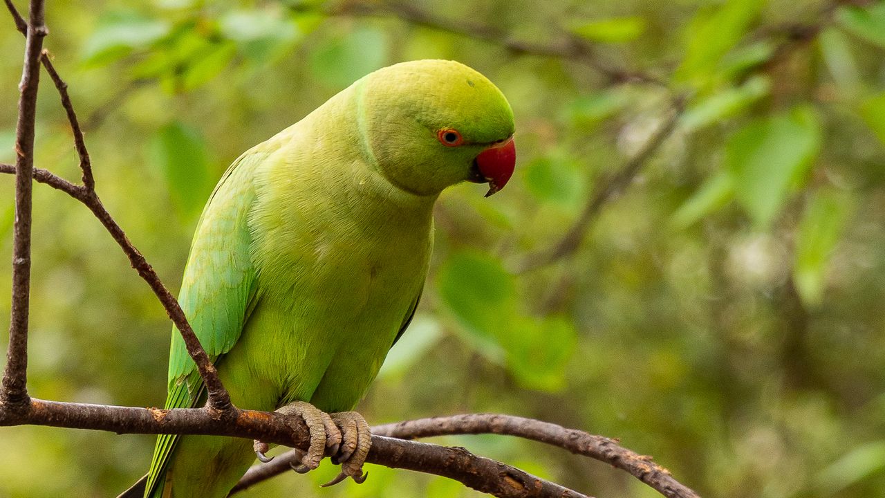 Wallpaper rose-ringed parakeet, parrot, bird, green