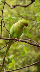 Preview wallpaper rose-ringed parakeet, parrot, bird, green