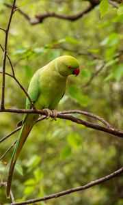 Preview wallpaper rose-ringed parakeet, parrot, bird, green