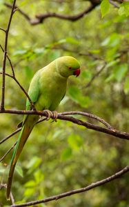 Preview wallpaper rose-ringed parakeet, parrot, bird, green