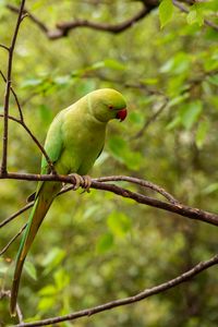 Preview wallpaper rose-ringed parakeet, parrot, bird, green