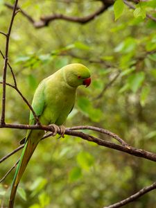 Preview wallpaper rose-ringed parakeet, parrot, bird, green