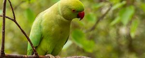 Preview wallpaper rose-ringed parakeet, parrot, bird, green