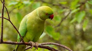 Preview wallpaper rose-ringed parakeet, parrot, bird, green