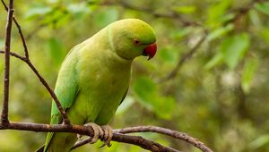 Preview wallpaper rose-ringed parakeet, parrot, bird, green