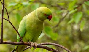 Preview wallpaper rose-ringed parakeet, parrot, bird, green