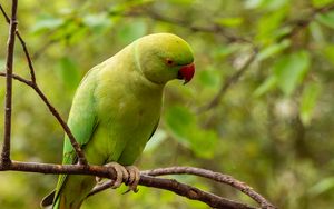 Preview wallpaper rose-ringed parakeet, parrot, bird, green