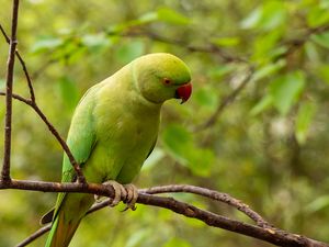 Preview wallpaper rose-ringed parakeet, parrot, bird, green