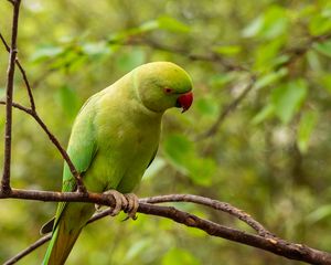 Preview wallpaper rose-ringed parakeet, parrot, bird, green