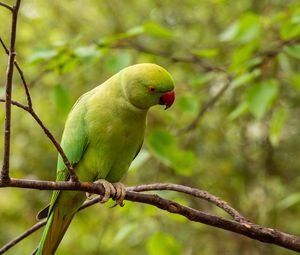 Preview wallpaper rose-ringed parakeet, parrot, bird, green