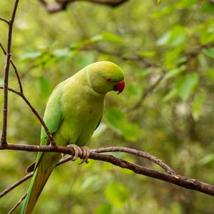 Preview wallpaper rose-ringed parakeet, parrot, bird, green