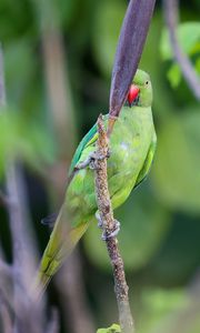 Preview wallpaper rose-ringed parakeet, parrot, bird, beak, branch