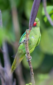 Preview wallpaper rose-ringed parakeet, parrot, bird, beak, branch