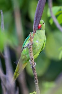 Preview wallpaper rose-ringed parakeet, parrot, bird, beak, branch