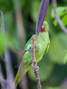 Preview wallpaper rose-ringed parakeet, parrot, bird, beak, branch