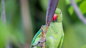 Preview wallpaper rose-ringed parakeet, parrot, bird, beak, branch