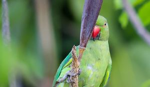 Preview wallpaper rose-ringed parakeet, parrot, bird, beak, branch