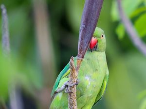 Preview wallpaper rose-ringed parakeet, parrot, bird, beak, branch