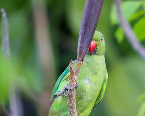 Preview wallpaper rose-ringed parakeet, parrot, bird, beak, branch