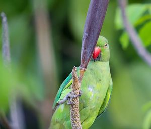 Preview wallpaper rose-ringed parakeet, parrot, bird, beak, branch