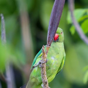 Preview wallpaper rose-ringed parakeet, parrot, bird, beak, branch