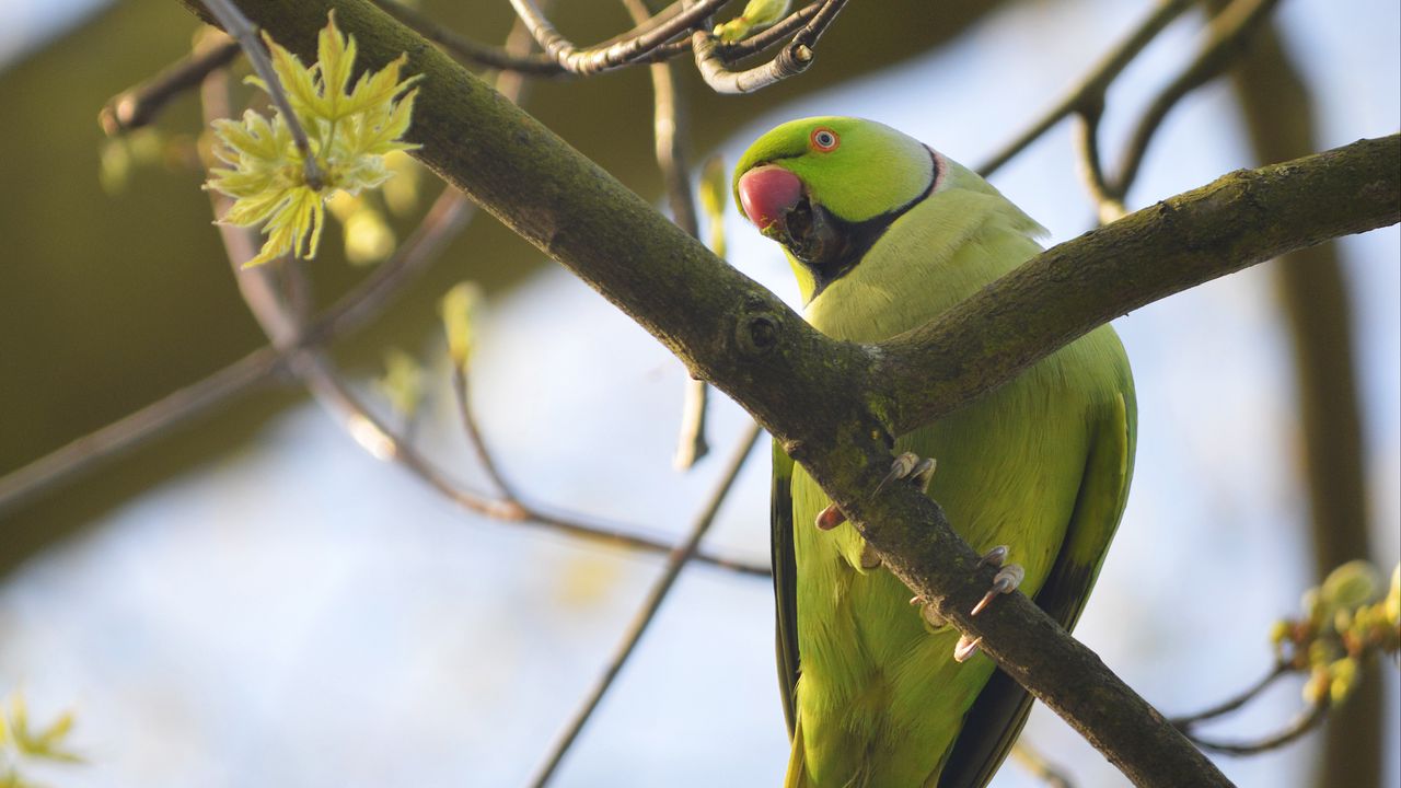 Wallpaper rose-ringed parakeet, parrot, bird, beak, branch, green