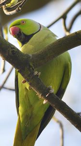Preview wallpaper rose-ringed parakeet, parrot, bird, beak, branch, green