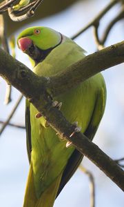 Preview wallpaper rose-ringed parakeet, parrot, bird, beak, branch, green