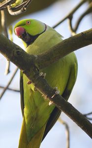 Preview wallpaper rose-ringed parakeet, parrot, bird, beak, branch, green