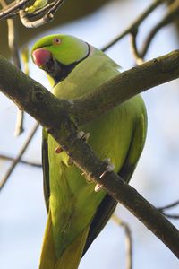 Preview wallpaper rose-ringed parakeet, parrot, bird, beak, branch, green