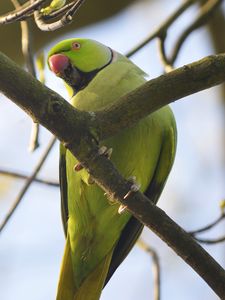 Preview wallpaper rose-ringed parakeet, parrot, bird, beak, branch, green