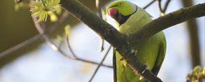 Preview wallpaper rose-ringed parakeet, parrot, bird, beak, branch, green