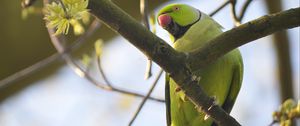 Preview wallpaper rose-ringed parakeet, parrot, bird, beak, branch, green